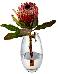 King Protea