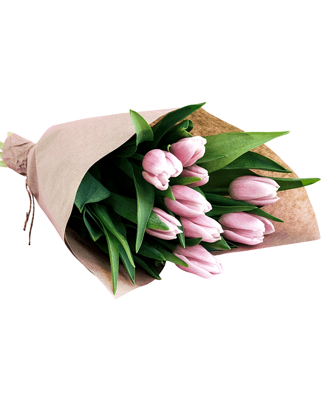 Blushing Pink Tulips