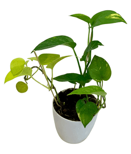 Money Plant