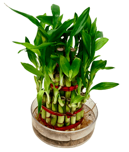 Lucky Bamboo
