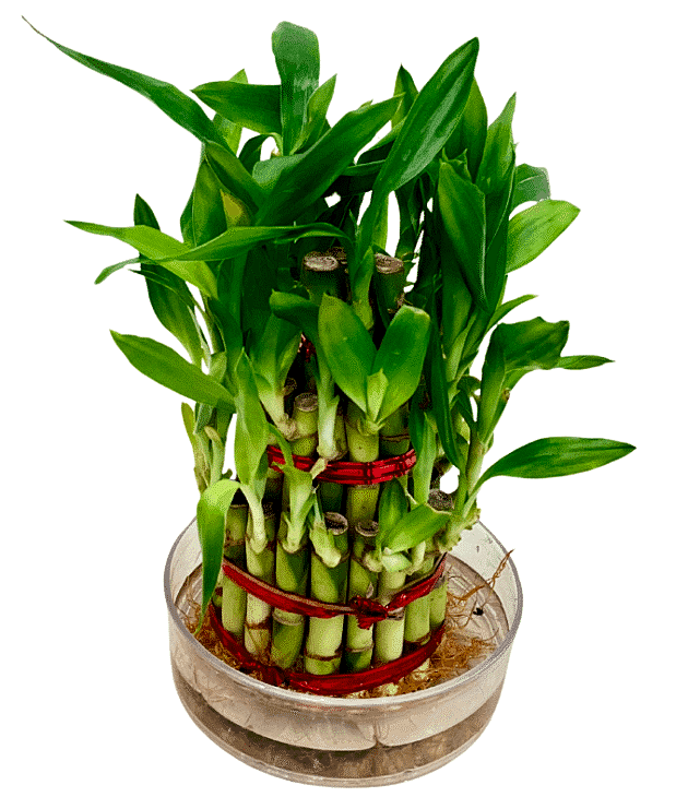 Lucky Bamboo
