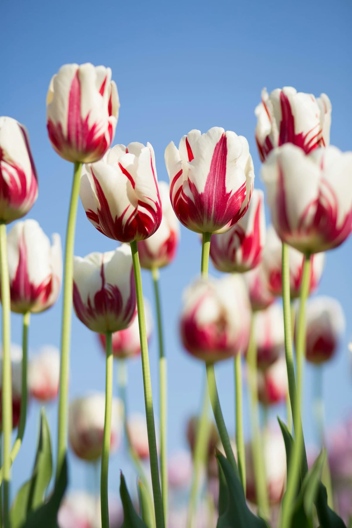 Occasion-based floral arrangements