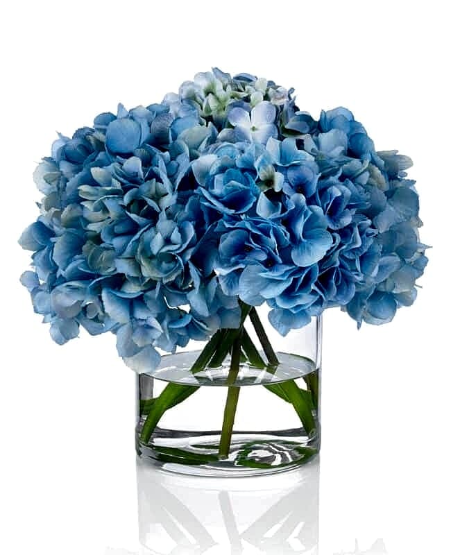 Blue Hydrangea