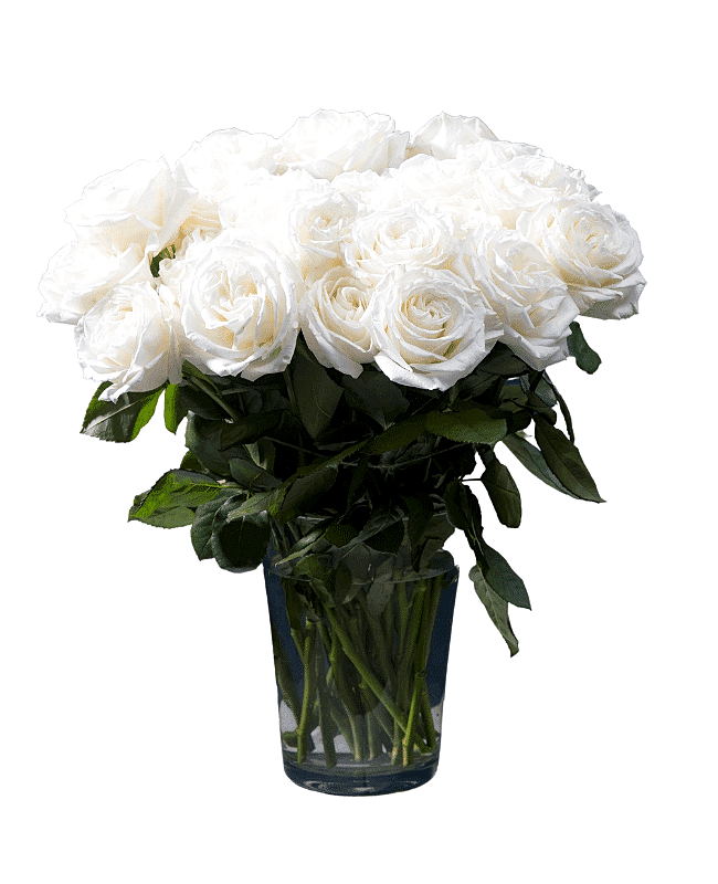 Peaceful White Roses