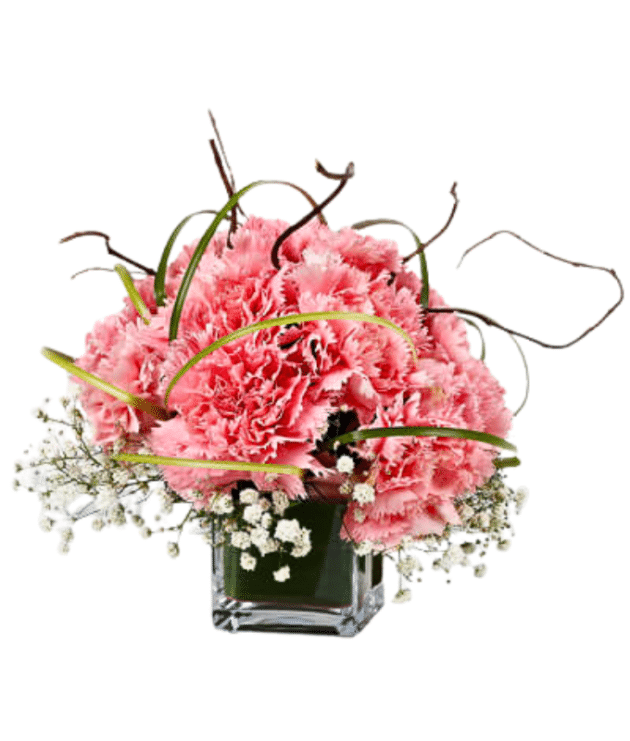 carnation in vase