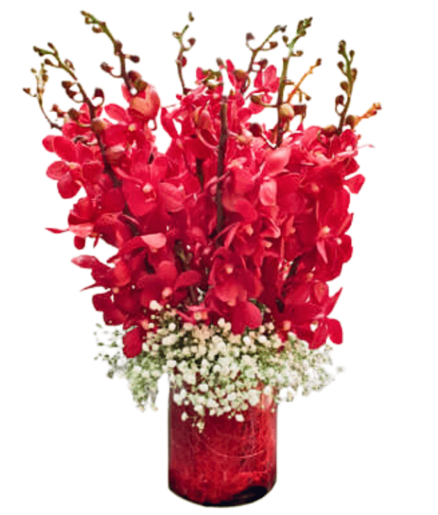 red mokara orchids arrangement in vase