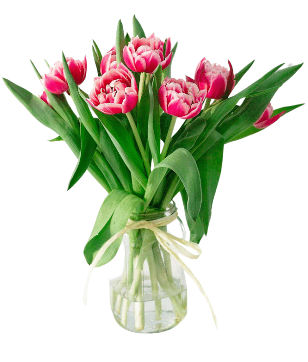 Pink tulips in vase
