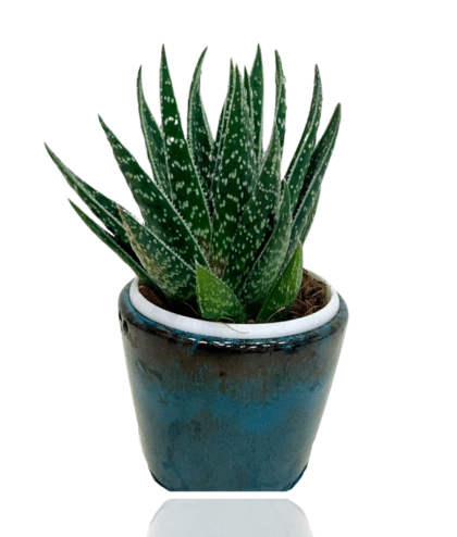 Aloearistata Plant